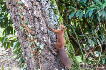 Red eurasian squirrel climbing on a tree in the sunshine searching for food like nuts and seeds in a forest attentive looking for predators and others red squirrels for mating and pairing in summer