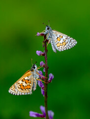 Macro Photography of Moth on Twig of Plant.