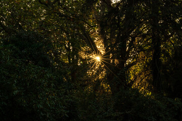 Beautiful rays of sunlight through colorful leafs in the early morning make the beginning of the day a happy day with the relaxing atmosphere of autumn and fall in urban parks