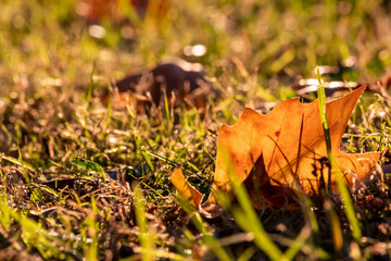 Colorful leaves in autumn and fall shine bright in the backlight and show their leaf veins in the...