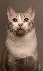 Portrait of short hair Cat, front view portrait, elegant cat