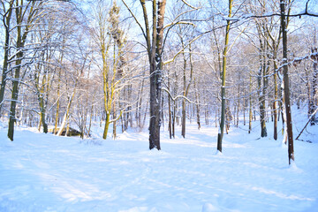 Beautiful snowy winter forest. Nature