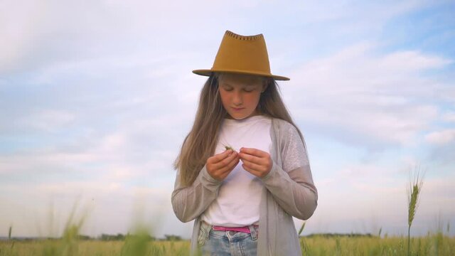 A happy child in a hat in a green wheat field holding a spikelet. A girl in a grain field looks at the harvest of organic products. The girl farmer enjoys the richness and abundance of the crop.