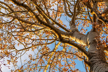 Birch tree in the sunshine with white bark in upward view with yellow leaves shows indian summer feeling in autumn sunlight and blue sky background with colorful foliage and a bright fall atmosphere