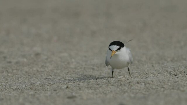 Saunders tern at Busaiteen coast, Bahrain