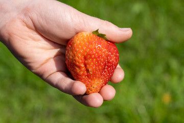 Riesen Erdbeere in Kinderhand