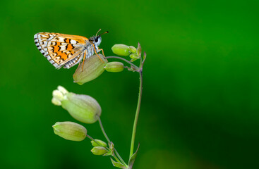 Macro Photography of Moth on Twig of Plant.