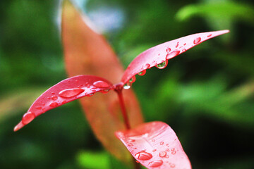Close-up shot, focusing on the dew drop on the red Christina leaf and in the background. Use it as wallpaper or background image.