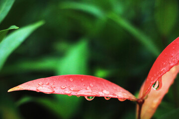 Close-up shot, focusing on the dewdrop on the red Christina leaf and in the background. Use it as a wallpaper or background image.