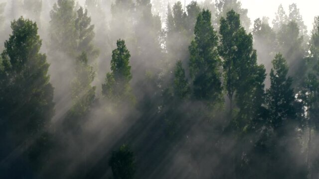 Thick morning fog with sunrays shining through the mysterious forrest. Shot in high resolution that captures extraordinary details