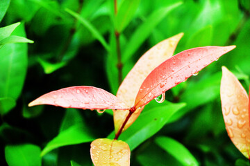 Close-up shot, focusing on the dewdrop on the red Christina leaf and in the background. Use it as a wallpaper or background image.