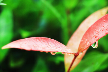 Close-up shot, focusing on the dewdrop on the red Christina leaf and in the background. Use it as a wallpaper or background image.