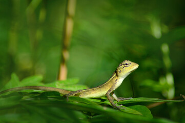 A Beautiful Lacertids From Kerala