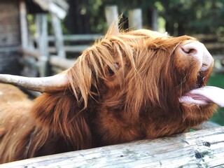 highland cattle close up