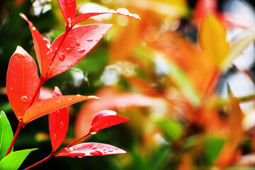 Close-up shot, focusing on the dewdrop on the red Christina leaf and in the background. Use it as a wallpaper or background image.