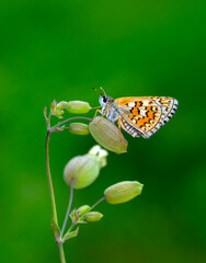 Macro Photography of Moth on Twig of Plant.