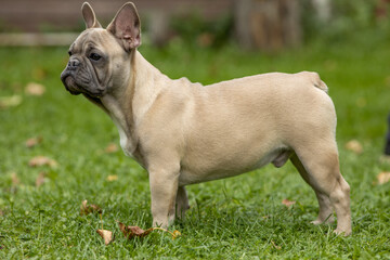Light French bulldog puppy on the grass