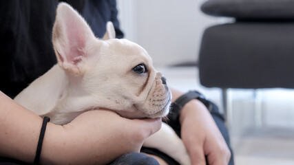 Cute young french bulldog lying on woman owner's hand