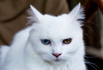 Young heterochromic or odd-eyed white fur cat