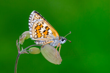 Macro Photography of Moth on Twig of Plant.
