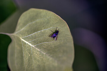 fly on a leaf, nacka, stockholm, sweden, sverige