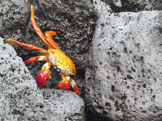
crab between rocks in Galapagos