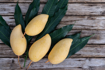 Tropical popular fruit, fully ripe mango fruits on rustic wooden table background