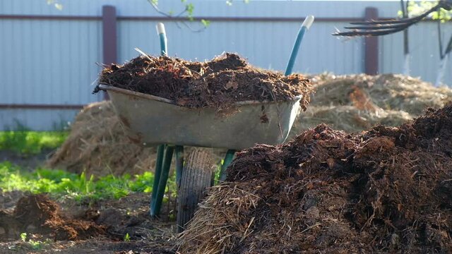 Manure loading into  garden wheelbarrow, natural organic fertilizer.