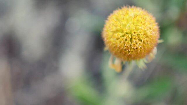 Billy buttons close-up