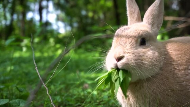 A close up shot of a Rex Rabbit eating fresh vegetation in the woods. This Rex bunny consumes the entire ragweed in one continuous bite. The rabbits ears are back and relaxed. summer setting.