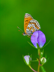 Macro shots, Beautiful nature scene. Closeup beautiful butterfly sitting on the flower in a summer garden.

