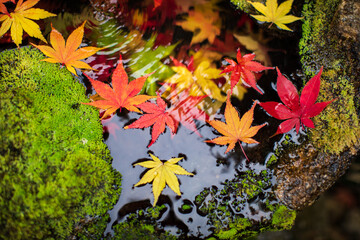 水に浮かぶカラフルなもみじの葉　クローズアップ