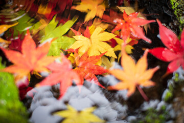 水に浮かぶカラフルなもみじの葉　クローズアップ