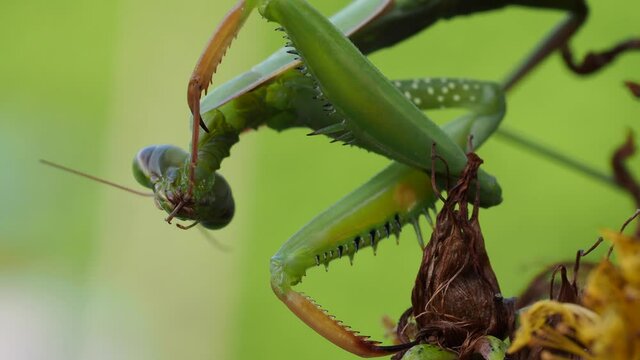 Europ&auml;ische Gottesanbeterin (Mantis religiosa)