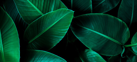 Obraz na płótnie Canvas tropical leaf, lush green banana foliage in rainforest, nature background.