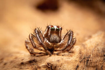 Macro of the Jumping spiders on a brown leaf in  the garden. Close up of The Salticidae spider on dry leaf with green eyes.