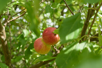 2 reife Äpfel am Baum