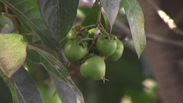 Just some beautiful small fruits on a tree!