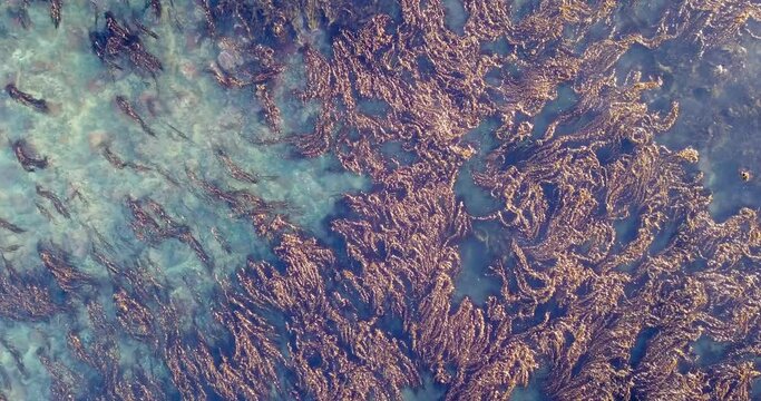 Scenic Aerial Footage of Shelly Point Australia, Shelly Beach Close Up Detail