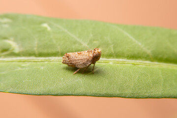 Close up of the Brown planthopper on green leaf in the garden. the  Nilaparvata lugens (Stal) on green brunch.