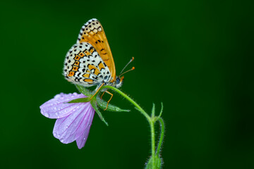 Macro shots, Beautiful nature scene. Closeup beautiful butterfly sitting on the flower in a summer garden.


