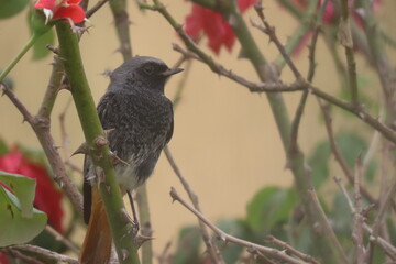 Black redstart (Phoenicurus ochruros) perching on a rose plant with a beautiful blurry and clear yellow background. 