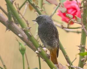 Black redstart (Phoenicurus ochruros) perching on a rose plant with a beautiful blurry and clear yellow background. 