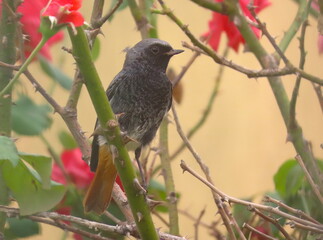 Black redstart (Phoenicurus ochruros) perching on a rose plant with a beautiful blurry and clear yellow background. 