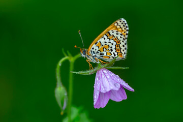 Macro shots, Beautiful nature scene. Closeup beautiful butterfly sitting on the flower in a summer garden.

