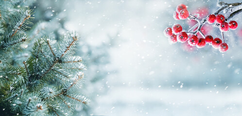 Snowfall in winter forest, spruce branches and mountain ash in forest on blurred background during...
