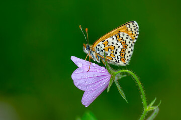 Macro shots, Beautiful nature scene. Closeup beautiful butterfly sitting on the flower in a summer garden.

