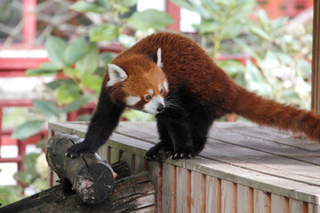 Red Panda
