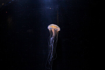 jellyfish in aquarium