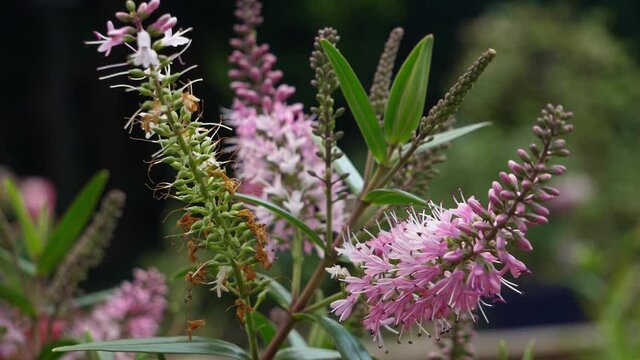 Purple Hebe blowing in the wind. Amazing summer plant, attractor for bees.